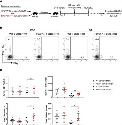 P2X7 Receptor Expression and Signaling on Dendritic Cells and CD4+ T Cells is Not Required but Can Enhance Th17 Differentiation